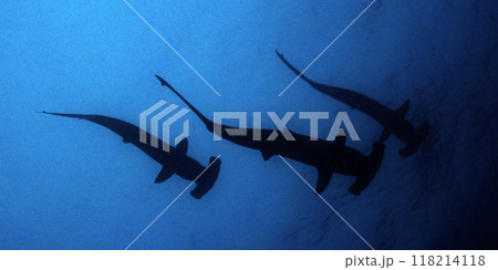 Scalloped Hammerhead, Galapagos National Park Scalloped Hammerhead, Galapagos National Park 118214118