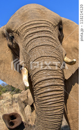 Elephant, South Africa Elephant, South Africa 118214120