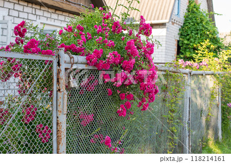 Blooming Pink Roses on Rustic Garden Fence Blooming Pink Roses on Rustic Garden Fence 118214161