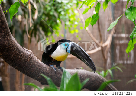Toucan with large black beak perched on a tree branch surrounded by green foliage Toucan with large black beak perched on a tree branch surrounded by green foliage 118214225