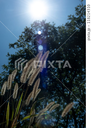 太陽に照らされるネコジャラシ 太陽に照らされるネコジャラシ 118214310