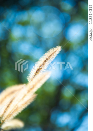 逆光に輝くエノコログサ 逆光に輝くエノコログサ 118214313