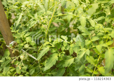 Beds with bushes of green tomatoes in the open ground tied to a wooden peg. Greenhouse with tomato bushes. Green seedlings. Agriculture and horticulture. 118214363