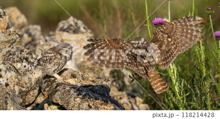 Little Owl Little Owl 118214428