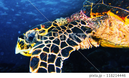 Hawksbill Sea Turtle, Maldives Hawksbill Sea Turtle, Maldives 118214446