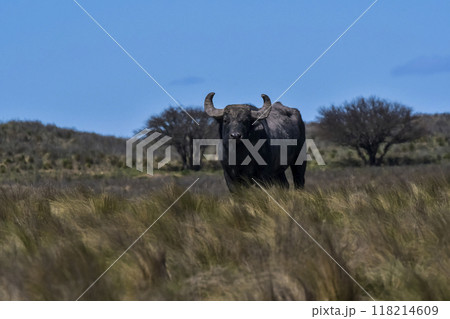 Water buffalo, Bubalus bubalis, species introduced in Argentina, La Pampa province, Patagonia. Water buffalo, Bubalus bubalis, species introduced in Argentina, La Pampa province, Patagonia. 118214609