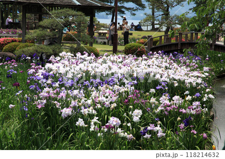 長崎県大村市　大村公園の玖島城堀跡に広がる花菖蒲園の景観 118214632
