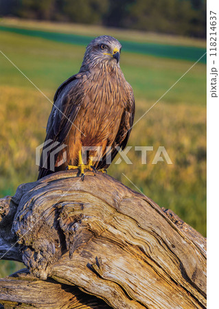 Black Kite 118214637