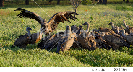 Eurasian Griffon Vulture 118214663