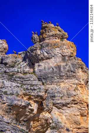 Eurasian Griffon Vulture, Spain 118214664