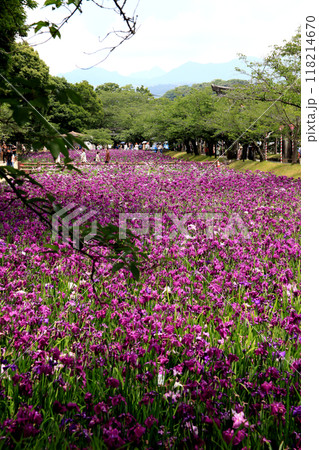 長崎県大村市 大村公園の玖島城堀跡に広がる花菖蒲園の景観 長崎県大村市 大村公園の玖島城堀跡に広がる花菖蒲園の景観 118214670