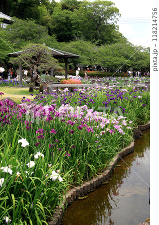 長崎県大村市　大村公園の玖島城堀跡に広がる花菖蒲園の景観 118214756