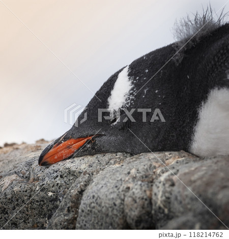 Gentoo Penguin, Pygoscelis papua, Antartica. 118214762