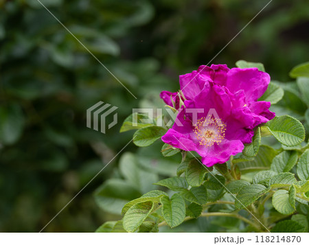 美しい赤紫のハマナス 118214870