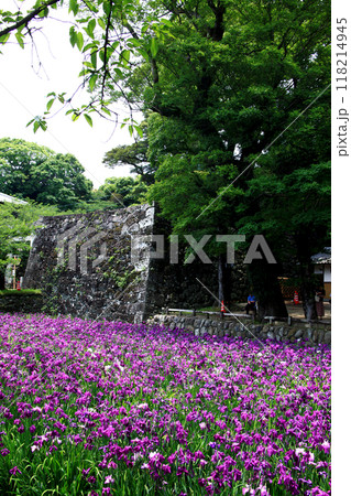 長崎県大村市　大村公園の玖島城堀跡に広がる花菖蒲園の景観 118214945