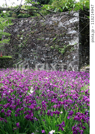 長崎県大村市　大村公園の玖島城堀跡に広がる花菖蒲園の景観 118214947