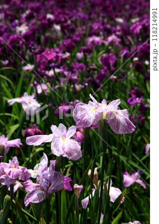 長崎県大村市　大村公園の玖島城堀跡に広がる花菖蒲園の景観 118214991