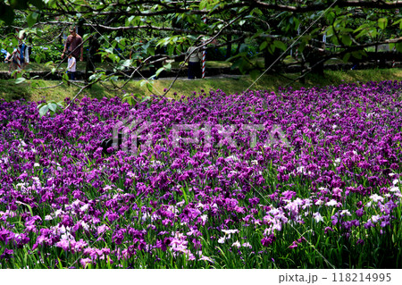 長崎県大村市 大村公園の玖島城堀跡に広がる花菖蒲園の景観 長崎県大村市 大村公園の玖島城堀跡に広がる花菖蒲園の景観 118214995