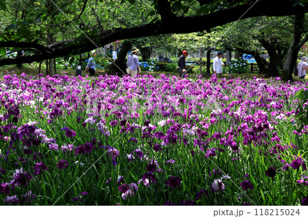 長崎県大村市 大村公園の玖島城堀跡に広がる花菖蒲園の景観 長崎県大村市 大村公園の玖島城堀跡に広がる花菖蒲園の景観 118215024