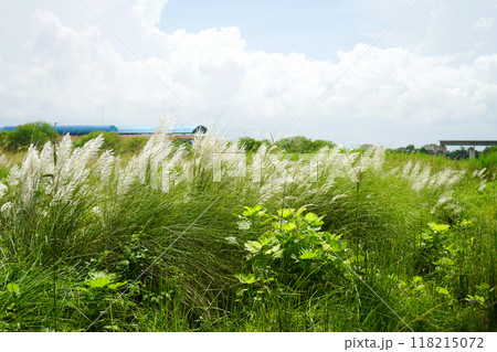 Bengal Kash Phul or Kans grass flower (Saccharum Spontaneum) 118215072