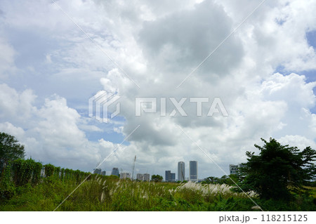 Clear Sky with Kash Phul or Kans grass flower (Saccharum Spontaneum) with City Landscape at Kolkata 118215125