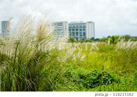 Kash phul or Kans grass flower (Saccharum Spontaneum) blomming at Kolkata 118215162