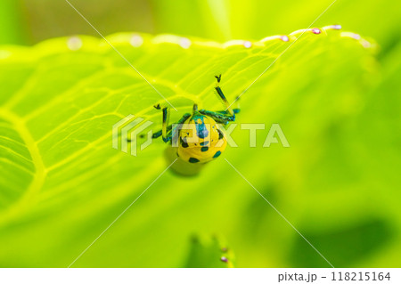 農業害虫のヨコバイ 農業害虫のヨコバイ 118215164