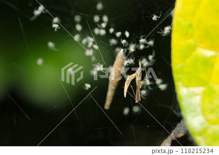 ヤリグモの細長い卵嚢からたくさんの子グモ誕生（自然光＋ストロボ、マクロ撮影） 118215234