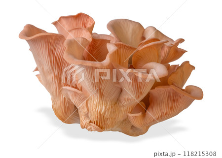 Isolated pink oyster mushroom cut out on white background. Isolated pink oyster mushroom cut out on white background. 118215308