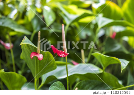 観葉植物　アンスリウムの花 118215593