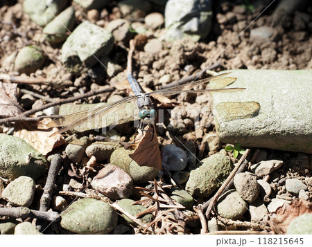 枯葉の上にとまったムギワラトンボ頭部のクローズアップ（翅を広げてとまったシオカラトンボの雌） 118215645