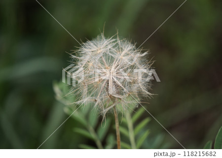 Close up of a dandelion flower 118215682