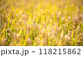 夕日に照らされる稲、収穫前のお米のイメージ 118215862