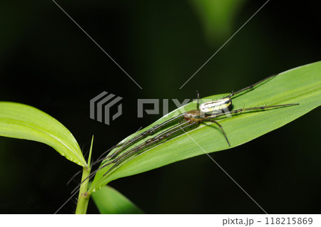 細葉に脚を伸ばすオオシロカネグモ（自然光＋ストロボ、マクロ接写撮影） 118215869