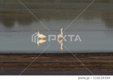 Coscoroba swans in lagoon envirinment, La Pampa Province, Patagonia, Argentina. 118216384