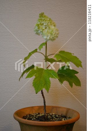 鉢植えの柏葉アジサイ 118216411