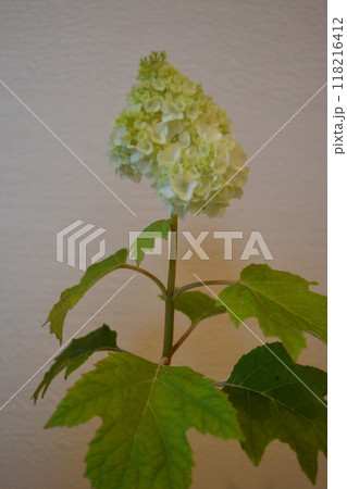 鉢植えの柏葉アジサイ 118216412