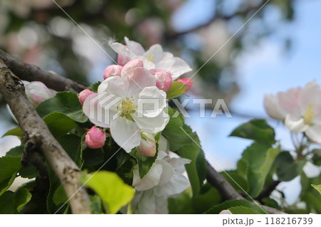 beautiful flowers on a branch of an apple tree against the background of a blurred garden. 118216739