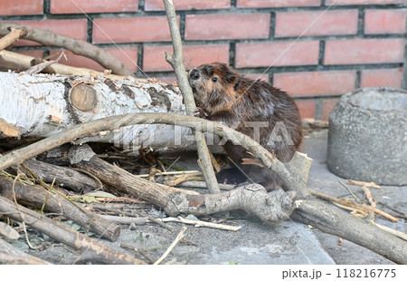 枝をかじる赤ちゃん・アメリカビーバー　ヒノトントンZOO 　(羽村市動物公園） 118216775