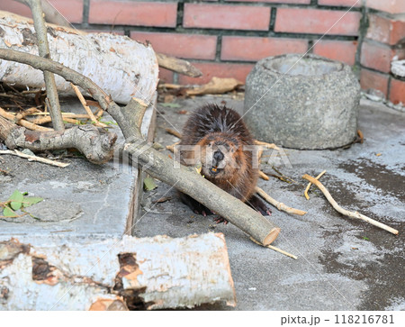 枝をかじる赤ちゃん・アメリカビーバー　ヒノトントンZOO 　(羽村市動物公園） 118216781