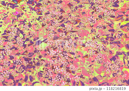 Spirea bloom in spring. White flowers of spirea on a background of foliage. 118216819