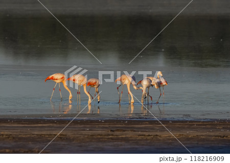 Flamingos rest in a salty lagoon, La Pampa Province,Patagonia, Argentina. Flamingos rest in a salty lagoon, La Pampa Province,Patagonia, Argentina. 118216909