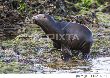 SOUTH AMERICAN SEA LION pup,Peninsula Valdes, Chubut,Patagonia ,Argentina 118216955