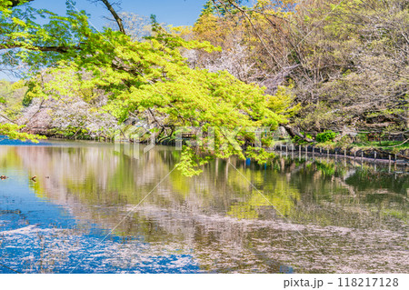 【東京都】井の頭恩賜公園の桜　水面の花筏 118217128