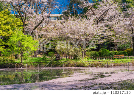 【東京都】井の頭恩賜公園の桜　水面の花筏 118217130