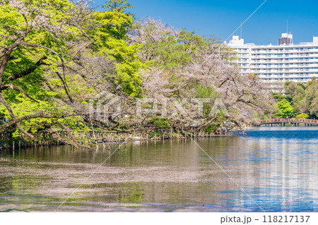 【東京都】井の頭恩賜公園の桜　水面の花筏 118217137