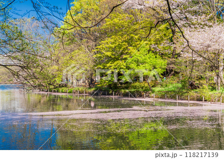 【東京都】井の頭恩賜公園の桜　水面の花筏 118217139