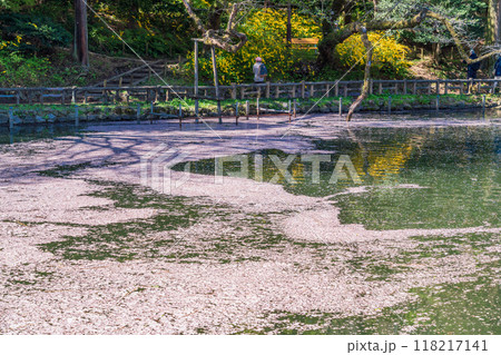 【東京都】井の頭恩賜公園の桜 水面の花筏 【東京都】井の頭恩賜公園の桜 水面の花筏 118217141