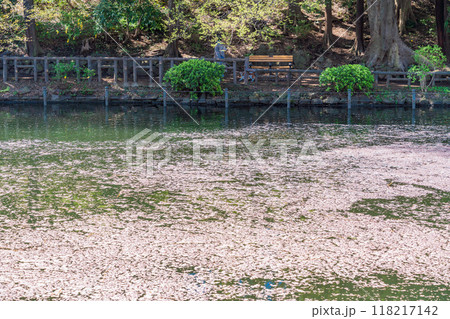 【東京都】井の頭恩賜公園の桜　水面の花筏 118217142