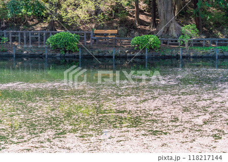 【東京都】井の頭恩賜公園の桜 水面の花筏 【東京都】井の頭恩賜公園の桜 水面の花筏 118217144